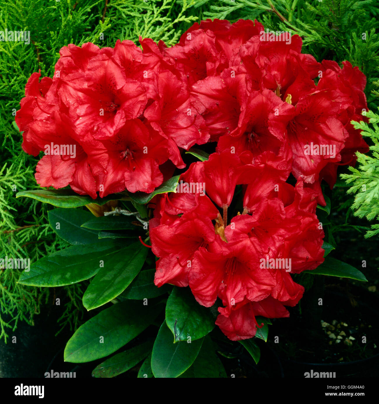 Rhododendron - `Dopey' AGM   RHO044807 Stock Photo